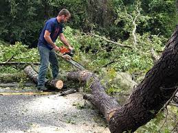 Trusted Wales, WI  Tree Services Experts