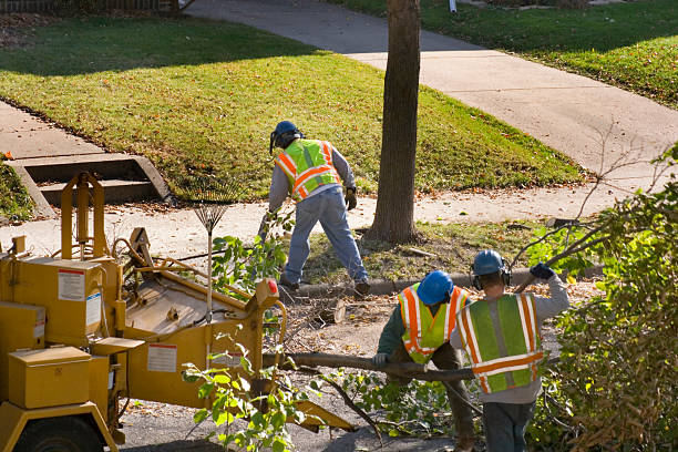 How Our Tree Care Process Works  in  Wales, WI