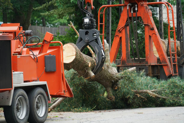 Best Leaf Removal  in Wales, WI