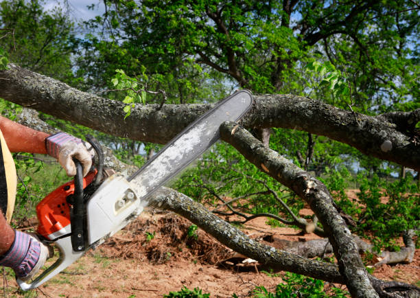 Tree and Shrub Care in Wales, WI